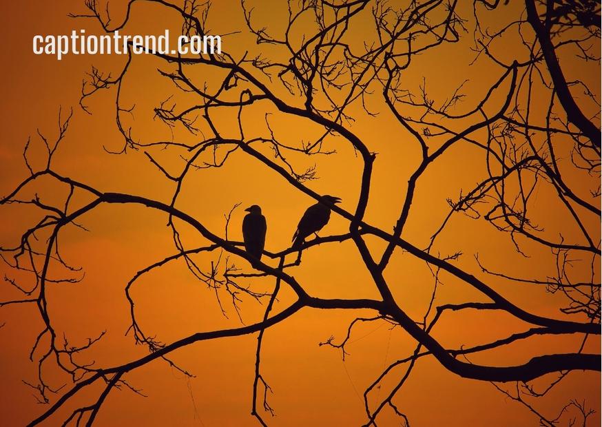 Bird Photography Captions for Instagram with Quotes