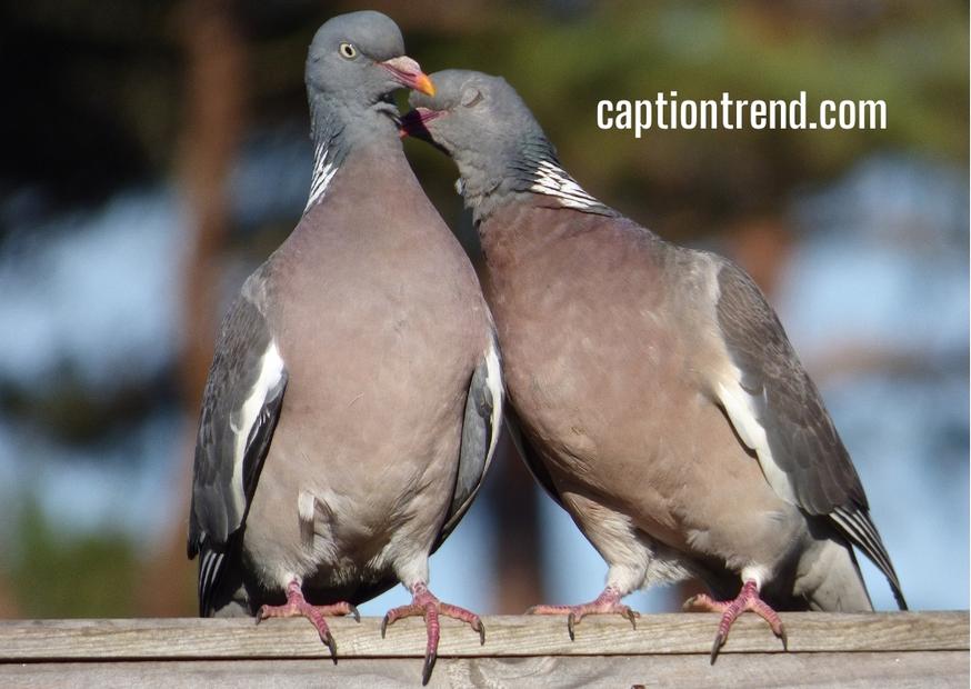 Pigeon Love Quotes and Captions for Instagram