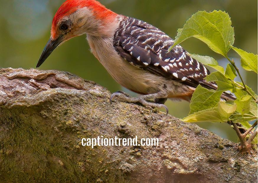 Woodpecker Captions for Instagram With Quotes